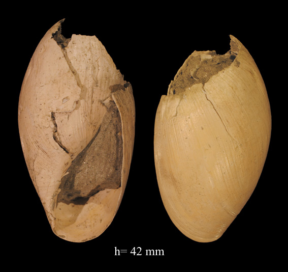 Paleoglandina (?) dal piacentino